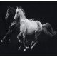 Tricou Redhouse, Horses Print, Negru - RHTS124